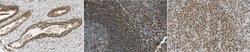 PAXX, Rabbit anti-Human, Polyclonal, Millipore Sigma 25&mu;g; Unconjugated:Antibodies,